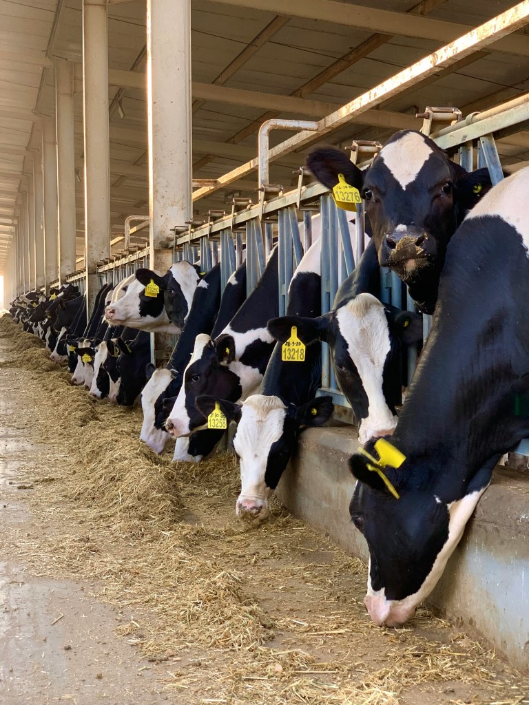 cows image for advantages section